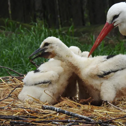 Ein Storch mit einem langen roten Schnabel steht neben seinen Küken im Nest. Die Küken sind flauschig und werden von der Natur umgeben.