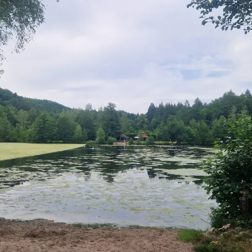Ein ruhiger See umgeben von Bäumen und Hügeln. Die Wasseroberfläche ist mit Pflanzenresten bedeckt.