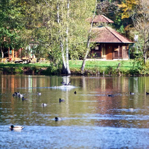 Ein ruhiger Teich mit Enten, umgeben von Bäumen. Im Hintergrund steht ein gemütliches Holzhaus.