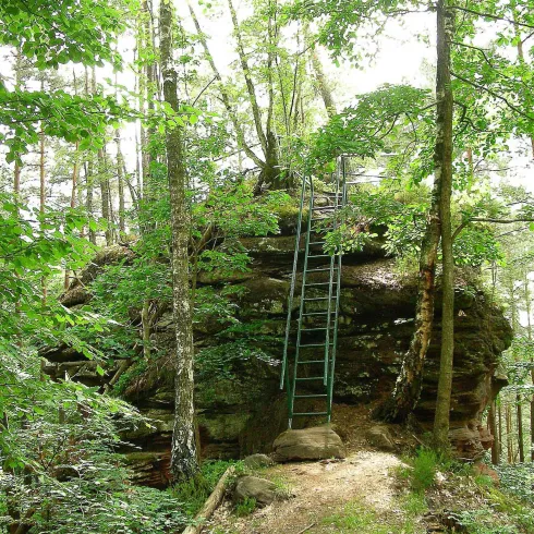 Eine grüne Waldlandschaft mit einem großen Felsen. Auf dem Felsen befindet sich eine Leiter, die zu einem perfekten Aussichtspunkt führt.