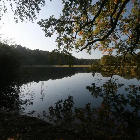 Ein ruhiger See umgeben von Bäumen, mit klarem Wasser, das die Umgebung spiegelt. Die sanfte Beleuchtung schafft eine friedliche Atmosphäre.