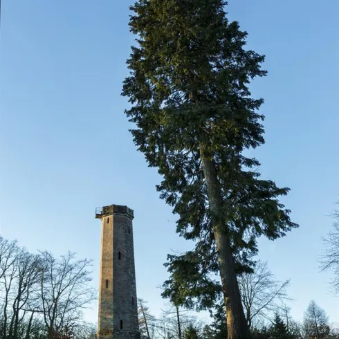 Bild des Ludwigsturms davor ein großer Baum