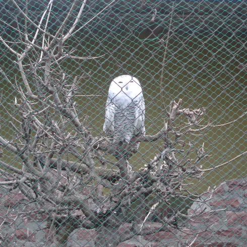 Ein einsamer Vogel sitzt auf einem kahlen Baum in einem Käfig. Der Hintergrund ist unscharf und zeigt eine Wand.