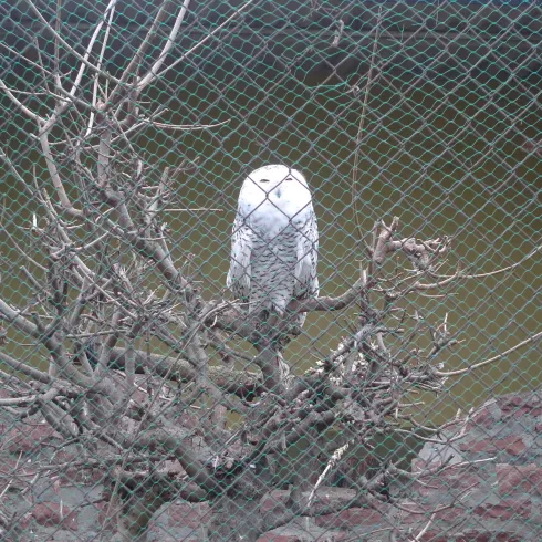Schneeeule