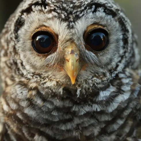 Eine gefiederte Eule mit großen, runden Augen und einem gestreiften Gefieder. Sie wirkt ruhig und aufmerksam.