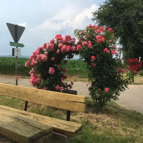 Auf der Anhöhe (© Britta Dieterle)