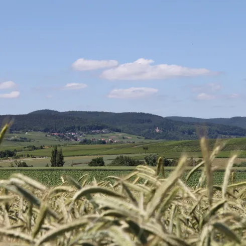 Ein Feld mit hohen Getreidehalmen vor einer malerischen Landschaft. Im Hintergrund sind sanfte Hügel und ein blauer Himmel mit vereinzelten Wolken zu sehen.