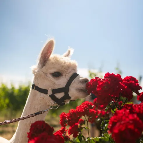 Ein Lama schnuppert an roten Rosen. Im Hintergrund strahlt der klare blaue Himmel.
