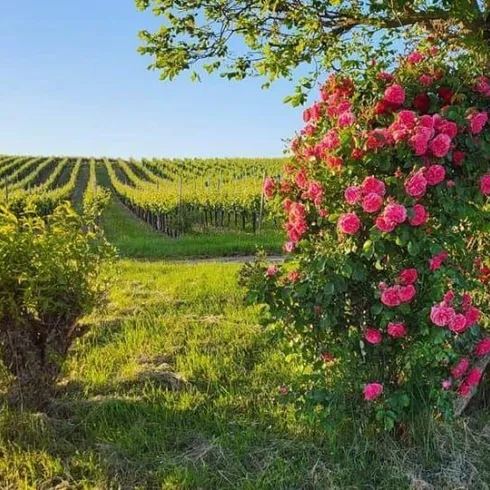 Eine malerische Weinlandschaft mit grünen Reben und klarem Himmel. An einem Baum blühen rosafarbene Rosen.