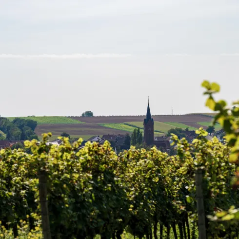 Eine malerische Weinlandschaft mit grünen Reben. Im Hintergrund ist ein Kirchturm vor sanften Hügeln zu sehen.