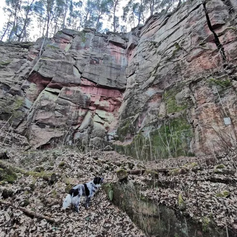 Eine felsige Klippe umgeben von Bäumen und Laub. Ein Hund erkundet die Gegend im Vordergrund.