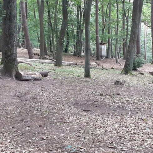 Ein ruhiger Wald mit grünen Bäumen und einem klaren, offenen Boden. Einige Baumstämme liegen verteilt auf dem Erdboden.