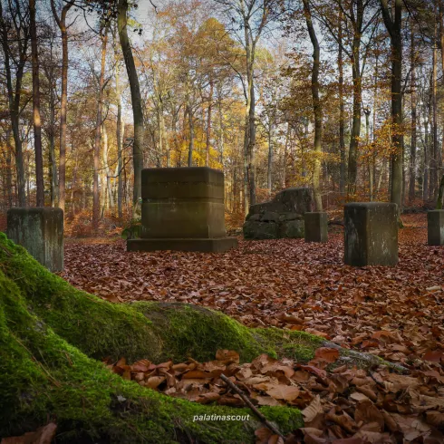 Ein ruhiger Wald mit hohen Bäumen und buntem Laub. Im Vordergrund sind moosbedeckte Steine und Herbstblätter zu sehen.