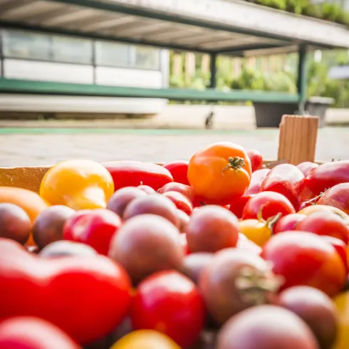 Eine Vielzahl von frischen Tomaten in verschiedenen Farben liegt auf einem Tisch. Im Hintergrund ist ein Gewächshaus sichtbar.
