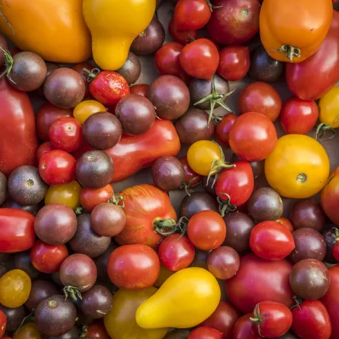 Ein bunter Mix aus Tomaten und Paprika in verschiedenen Farben. Frisches, gesundes Gemüse, das appetitlich aussieht.