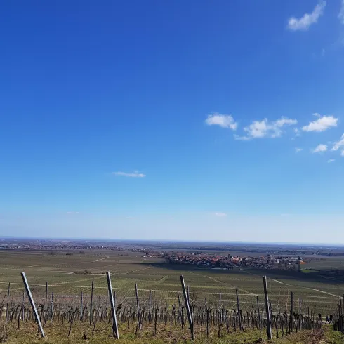 Eine weite Aussicht über sanfte Hügel mit Weinreben. Der Himmel ist klar und blau, perfekt für einen Tag im Freien.