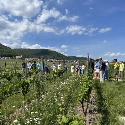 Eine Gruppe von Menschen steht in einem Weinberg und genießt die Aussicht. Der Himmel ist blau und mit wenigen Wolken versehen.