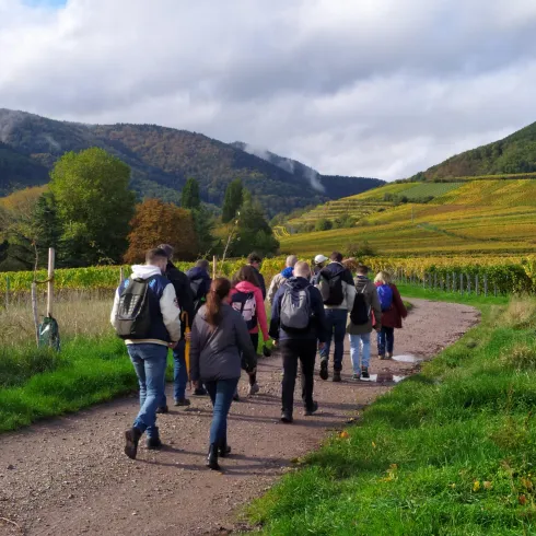 Eine Gruppe von Menschen wandert auf einem Weg durch Weinberge. Die Landschaft ist von sanften Hügeln und Bäumen umgeben.