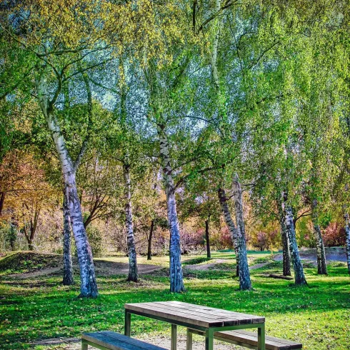 Ein schöner Picknicktisch aus Holz, umgeben von grünen Bäumen und buntem Herbstlaub. Der ruhige Park lädt zum Entspannen ein.