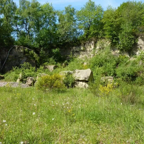 Eine grüne Wiese mit verschiedenen Pflanzen und Büschen. Im Hintergrund sind Felsen und Bäume zu sehen.