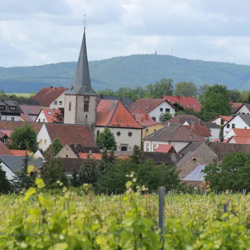 Eine malerische Gemeinde mit roten Dächern und einer hohen Kirchturmspitze. Im Vordergrund sind Weinberge zu sehen, und im Hintergrund erheben sich sanfte Hügel.