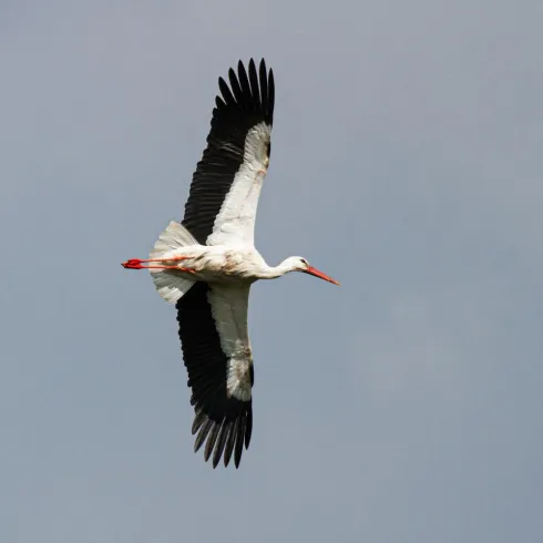 Ein Storch fliegt hoch am Himmel. Er hat weiße Federn und schwarze Flügel.