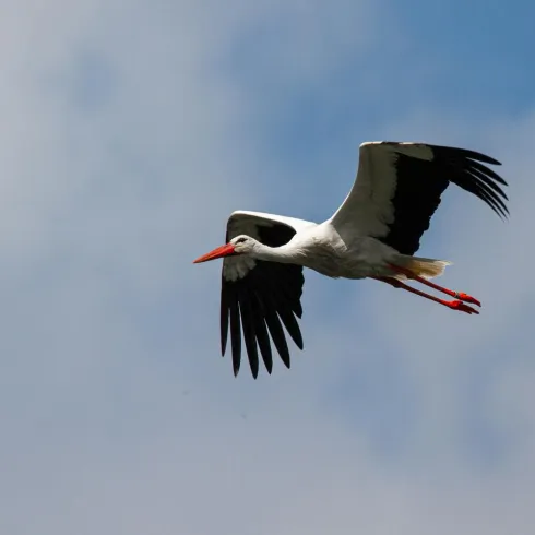 Ein Storch fliegt durch den Himmel. Die Wolken sind leicht und der Hintergrund ist blau.