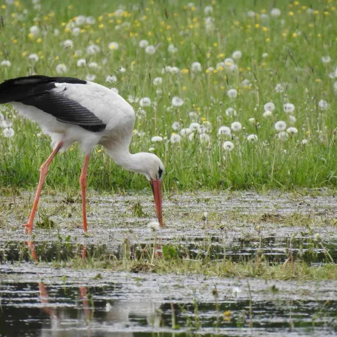 Ein Weißstorch steht am Ufer und sucht nach Nahrung im Wasser. Im Hintergrund blühen Löwenzahnblüten auf grüner Wiese.