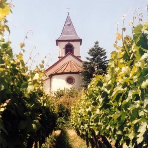 Ein Weinberg mit grünen Reben und einer Kirche im Hintergrund. Der Himmel ist klar und sonnig.