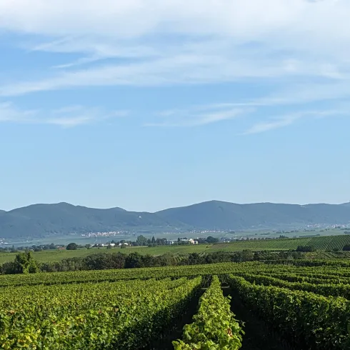 Blick auf den Pfälzerwald