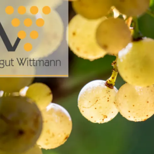 Ein Bündel von hellen Trauben hängt von einer Rebe. Im Hintergrund ist das Logo von Weingut Wittmann sichtbar.