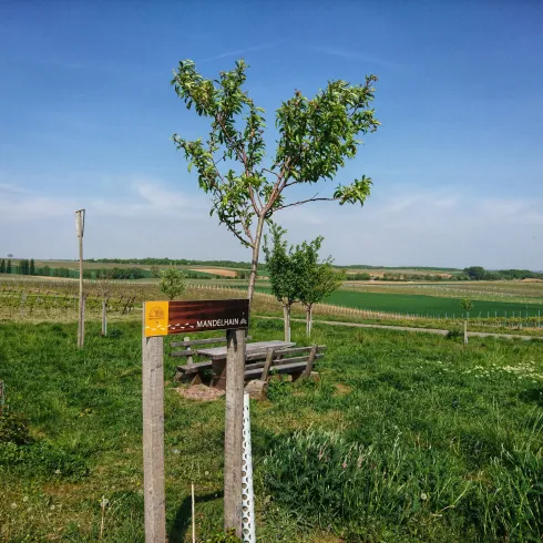 Eine grüne Landschaft mit einem kleinen Baum und einem Wegweiser. Im Hintergrund sind Wiesen und ein klarer Himmel zu sehen.