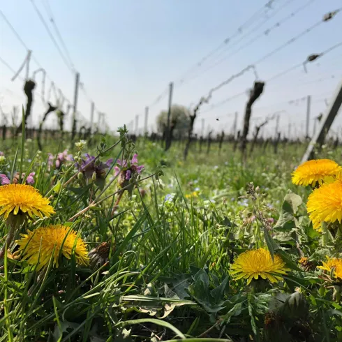 Blumen im Weinberg (© Verein SÜW Annweiler e.V.)