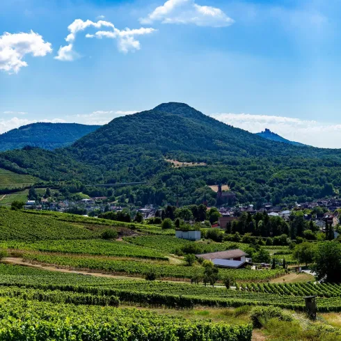 Weinberge oberhalb von Albersweiler-St. Johann