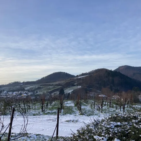 Eine winterliche Landschaft mit schneebedeckten Weinbergen und sanften Hügeln im Hintergrund. Der Himmel ist klar und leicht bewölkt.