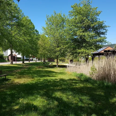 Ein ruhiger Park mit grünen Bäumen und Wiese. Eine Bank und Schilfrohre sind im Vordergrund zu sehen.