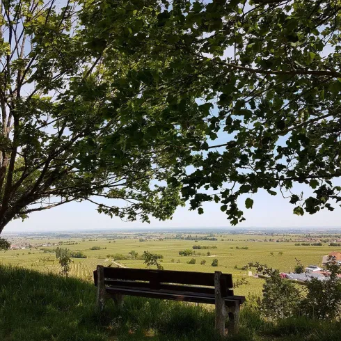 Schlossberg in Burrweiler mit Aussicht