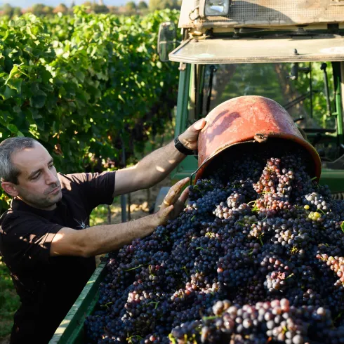 Ein Mann arbeitet in einem Weinberg und leert Trauben in einen Anhänger. Die Reben sind grün und der Himmel ist klar.