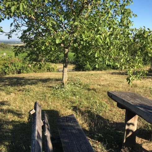 Picknickplatz Gleiszellen (© Archiv Tourismusverein SüW Bad Bergzabern)