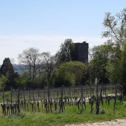 Eine malerische Weinberglandschaft mit grünen Reben und Bäumen. Im Hintergrund sind die Überreste einer Burg sichtbar.