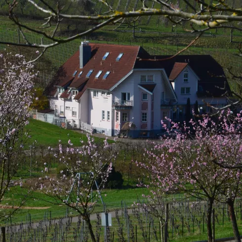 Castell zur Mandelblüte - Spring in Leinsweiler (© Elke Pfenninger-lauth)