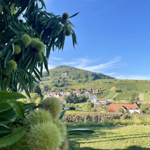 Leinsweiler zur Keschdezeit