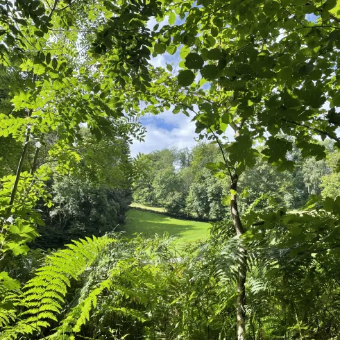 Eine grüne Waldlandschaft mit üppigem Pflanzenwachstum. Im Hintergrund ist eine Wiese zu sehen, die von Bäumen umgeben ist.