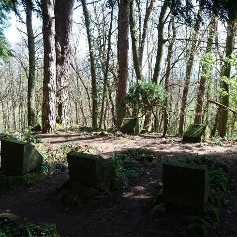 Ein ruhiger Wald mit hohen Bäumen und sanftem Licht. Im Vordergrund sind einige moosbedeckte Steine zu sehen.