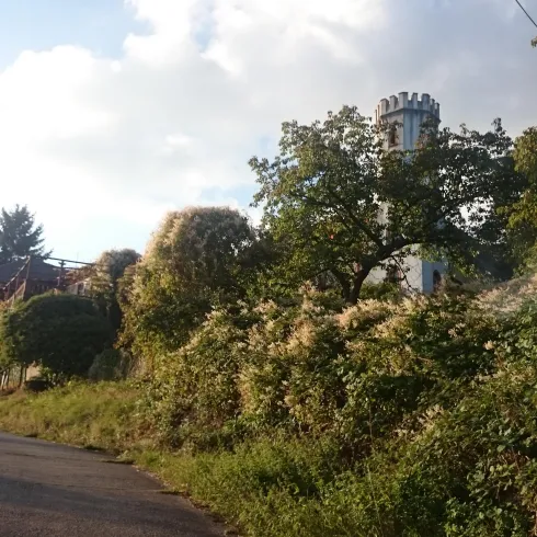 Eine ruhige Straße führt an einer bewachsenen Wiese vorbei. Im Hintergrund sind Bäume und ein Aussichtsturm zu sehen.