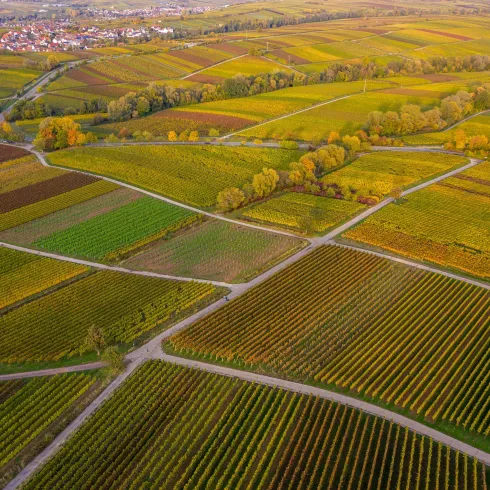 Ein weites Weinbaugebiet mit reifen Trauben und bunten Herbstfarben. Im Hintergrund sind sanfte Hügel und ein kleines Dorf zu sehen.