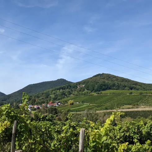 Weinberge in Leinsweiler Weinberge in Leinsweiler