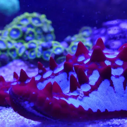 Eine farbenfrohe Meereslandschaft mit einer roten Seeschnecke und grünem Korallen. Das Bild zeigt die Schönheit und Vielfalt des Unterwasserlebens.