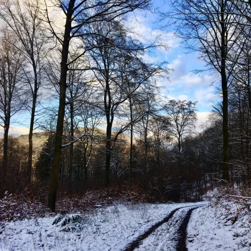 Winterwald (© PFÄLZER-verFÜHRUNGEN G.Stübinger-Kohls)