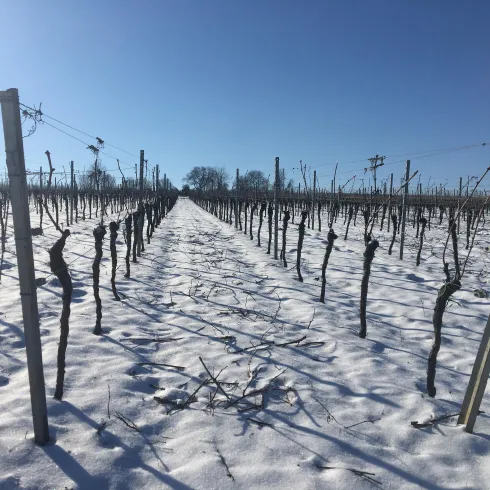 Weinberg im Schnee (© PFÄLZER-verFÜHRUNGEN G.Stübinger-Kohls) Weinberg im Schnee (© PFÄLZER-verFÜHRUNGEN G.Stübinger-Kohls)
